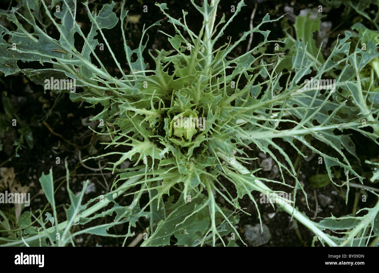 A cabbage plant decimated by large white butterfly (Pieris brassicae) caterpillars Stock Photo