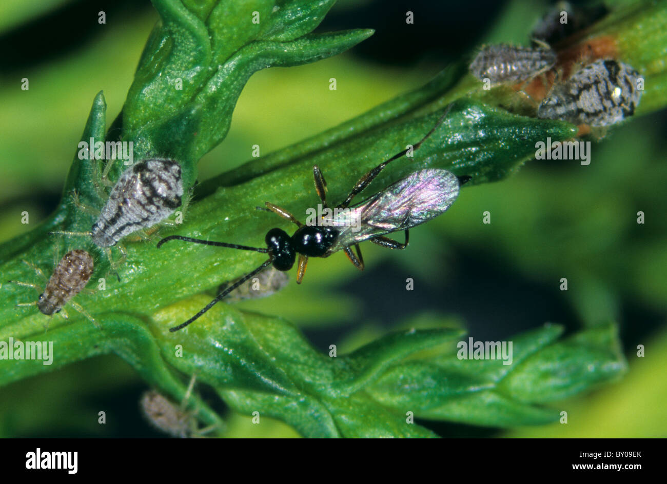 Parasitoid wasp pavesia juniperorum cypress hires stock photography