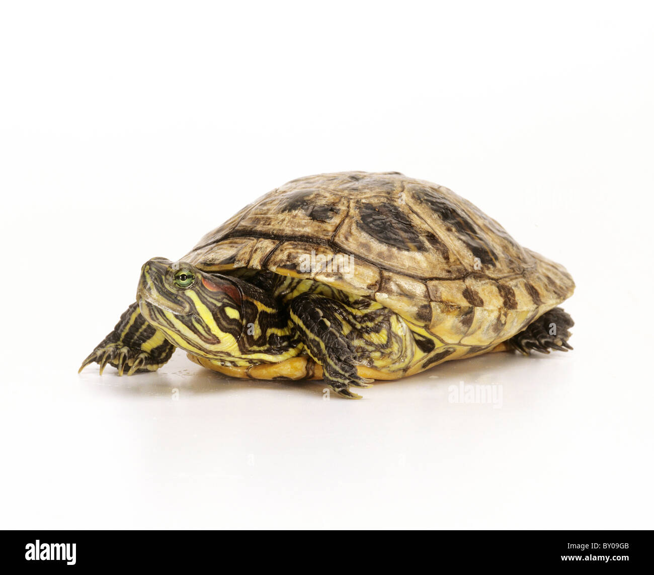 red-eared slider - cut out / Trachemys scripta elegans Stock Photo - Alamy