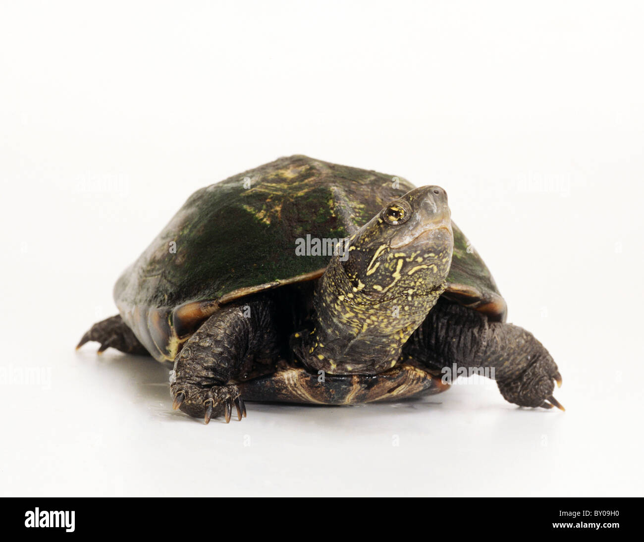 Chinese Pond Turtle - cut out / Chinemys reevesii Stock Photo