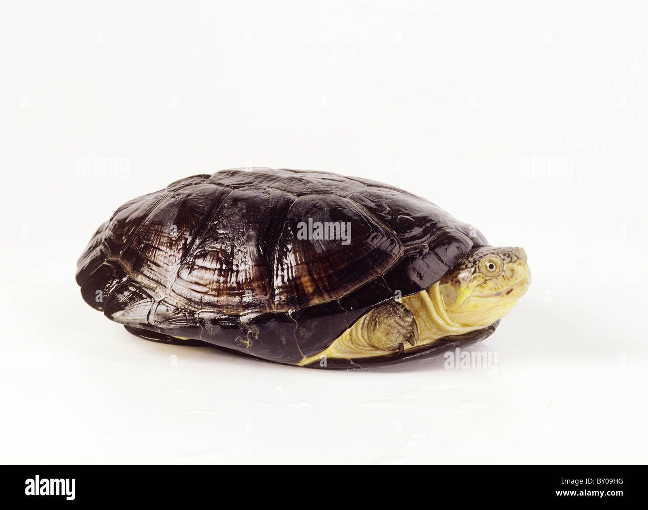 West African side-necked turtle - cut out / Pelusios castanaeus Stock Photo