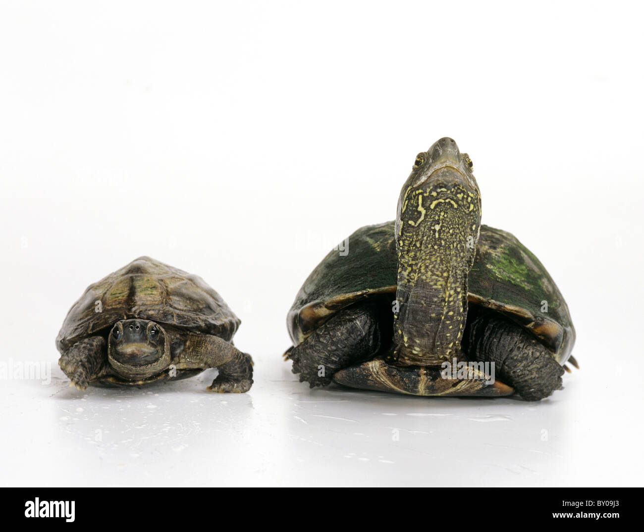 Chinese Pond Turtles - male and female / Chinemys reevesii Stock Photo