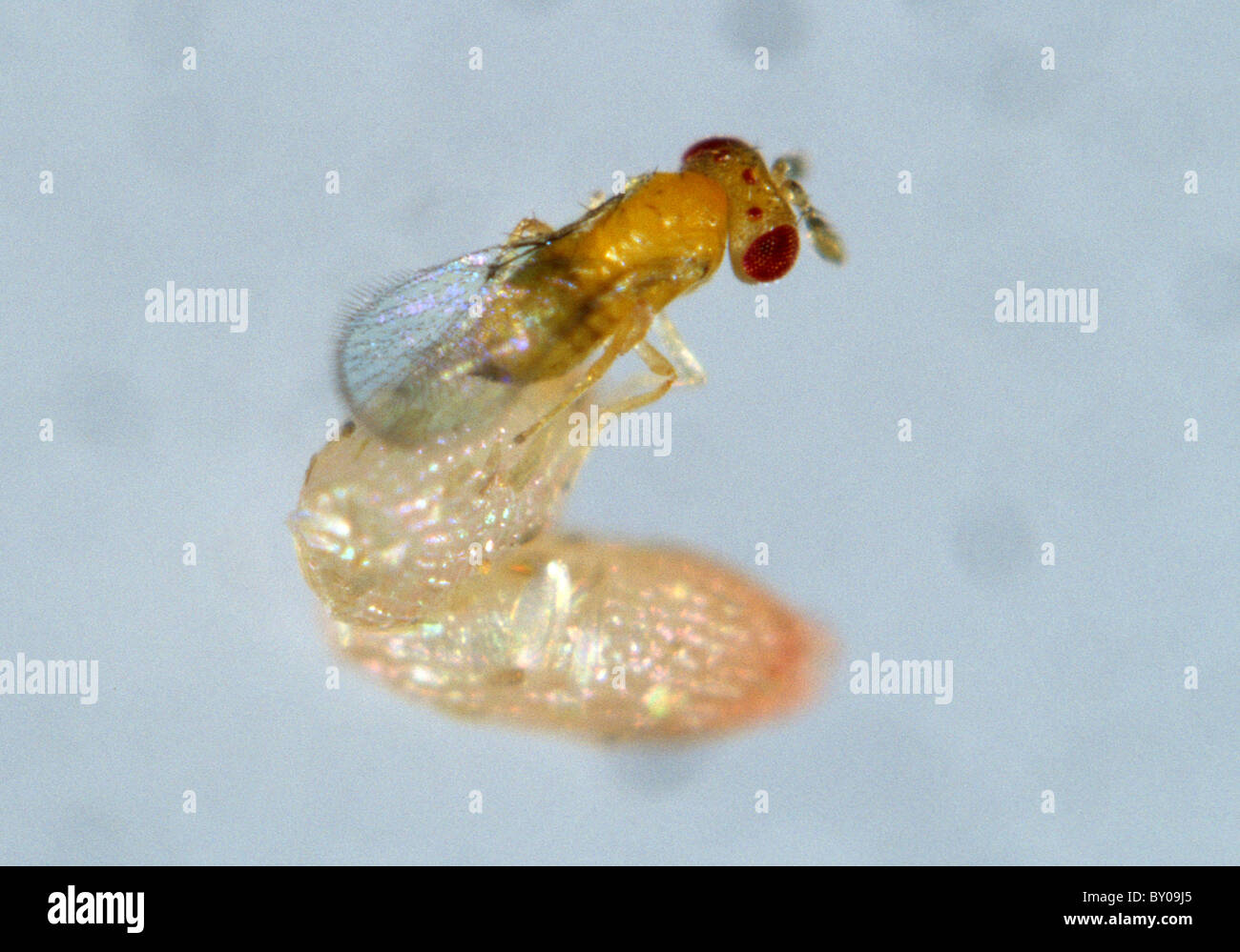 Parasitoid wasp (Trichogramma sp.) with angoumois grain moth egg Stock Photo