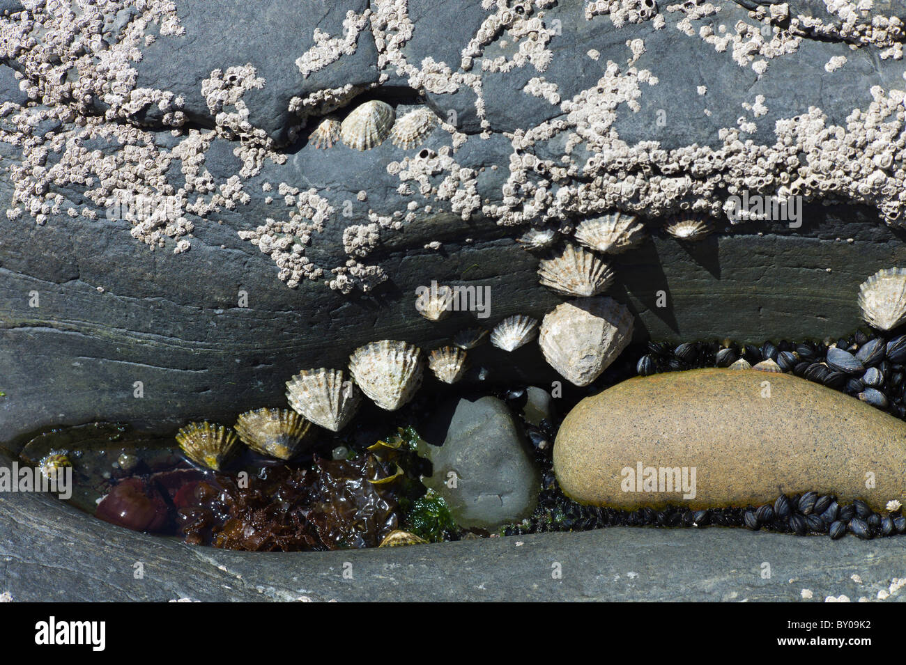 Rockpool with barnacles, mussels, limpets and seaweed at Kilkee, County Clare, West Coast of Ireland Stock Photo