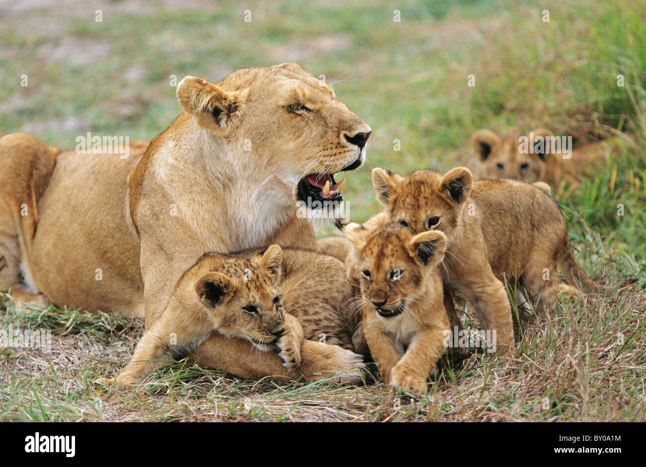 lioness with cubs / Panthera leo Stock Photo - Alamy