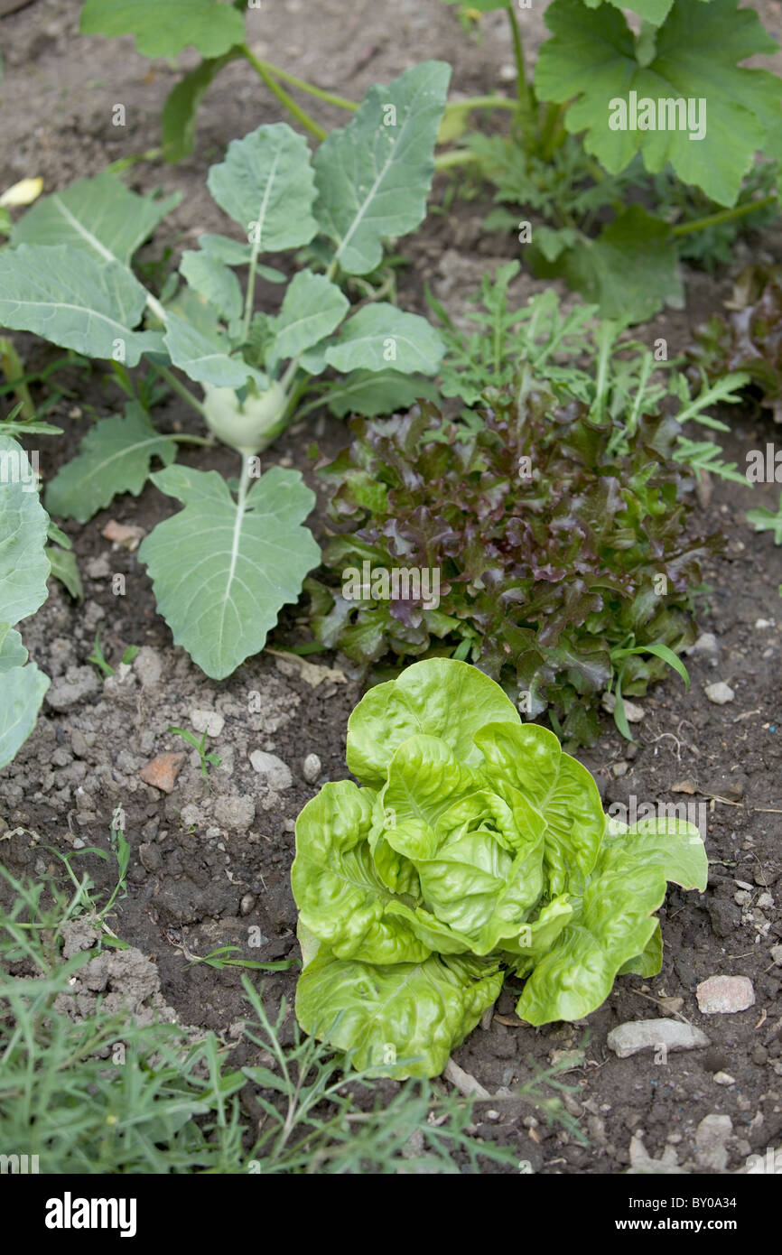 Organic green vegetables in garden allotment, Italy Stock Photo - Alamy