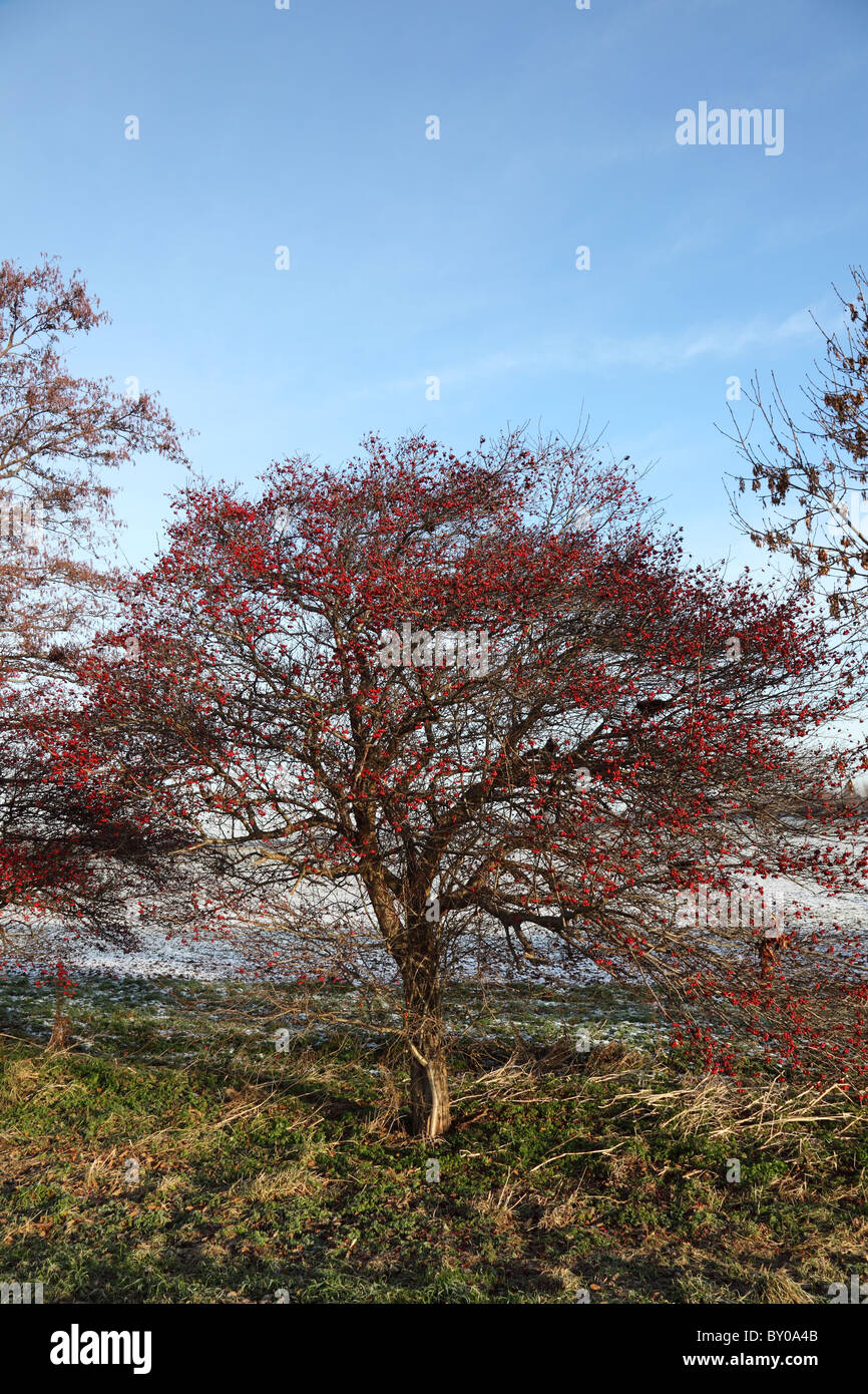 Rowan tree in berry Stock Photo