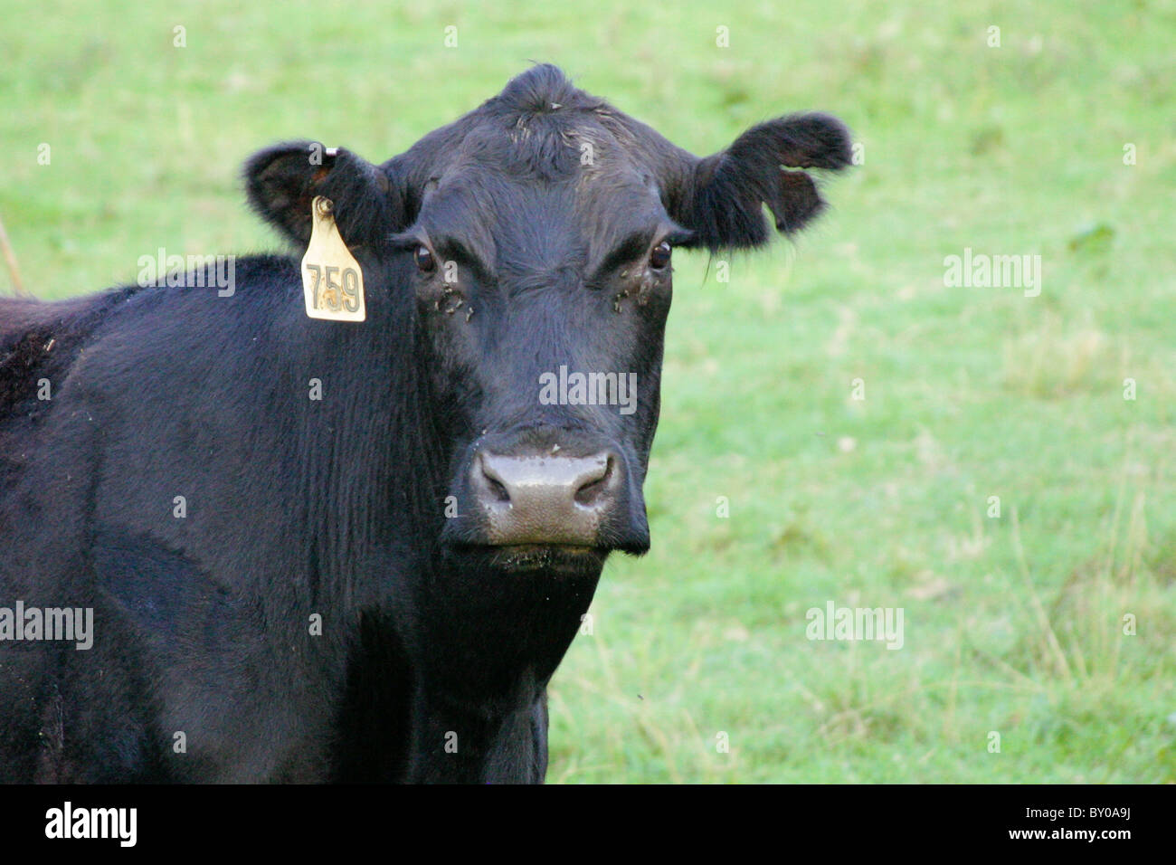 Black Angus Cow Stock Photo - Alamy