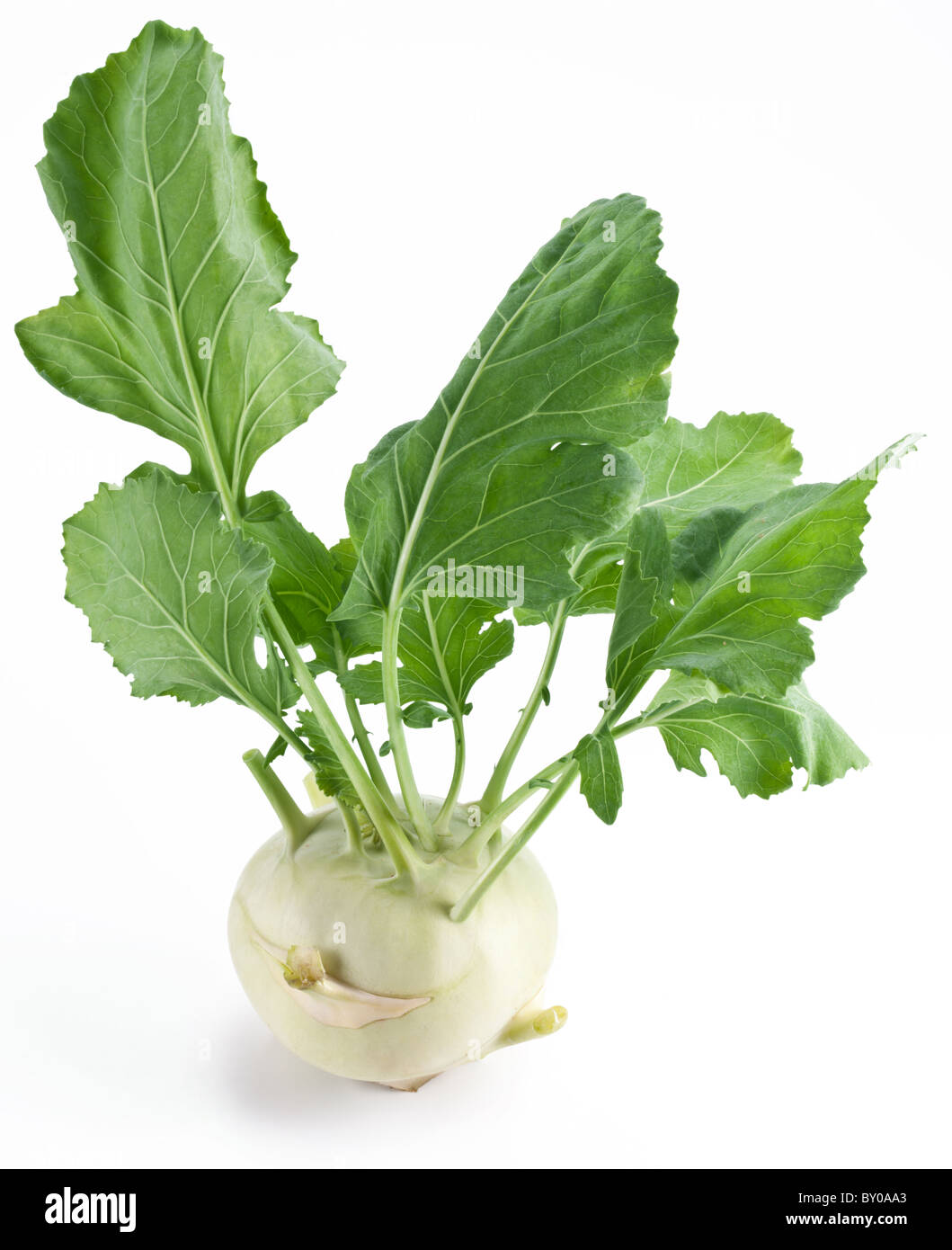 Cabbage kohlrabi on a white background Stock Photo