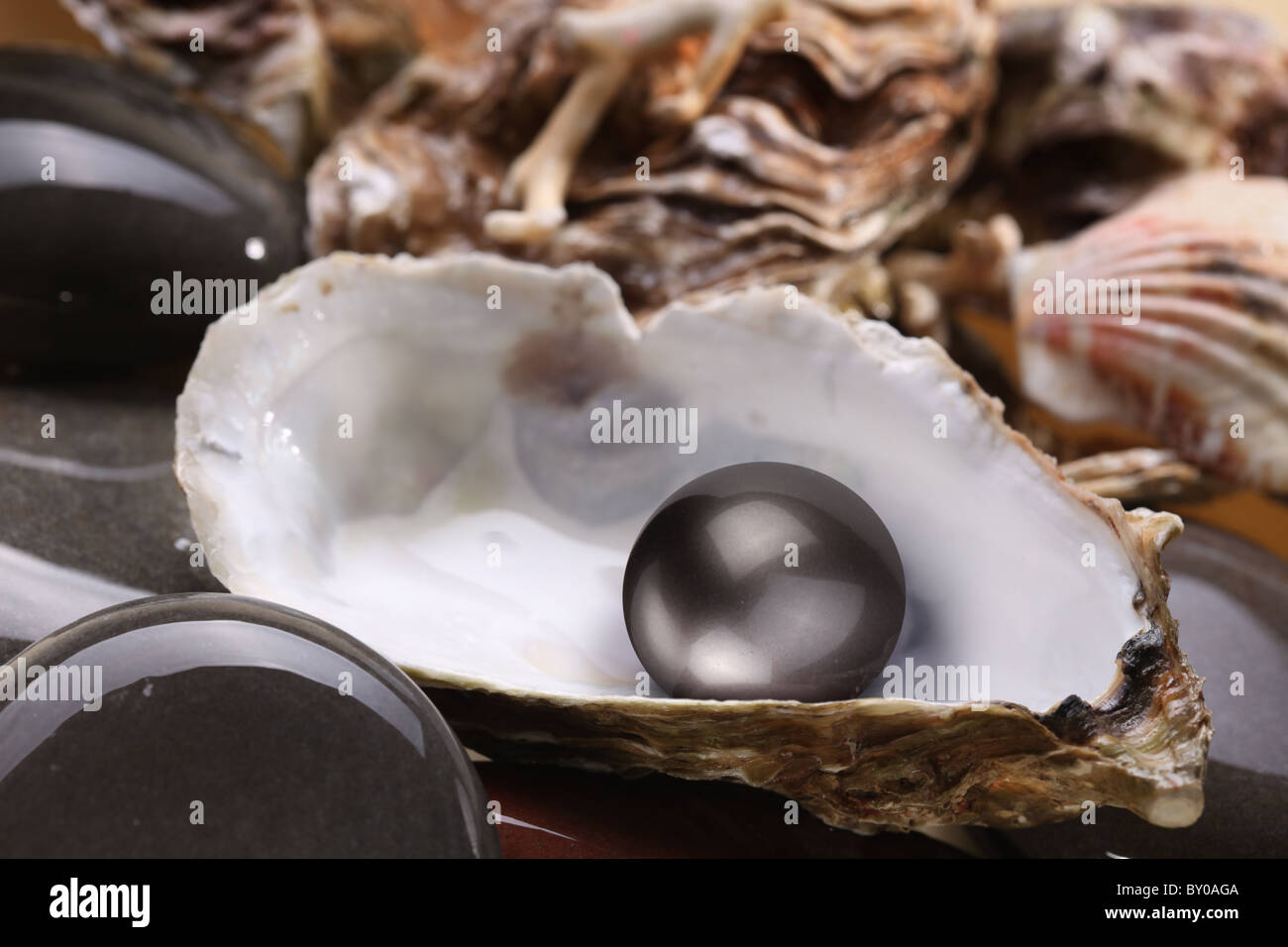 Image of a black pearl in the shell on wet pebbles. Stock Photo