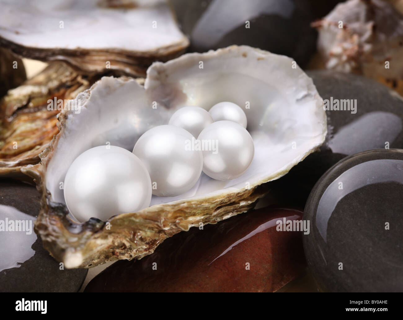 Real Pearls In Shell