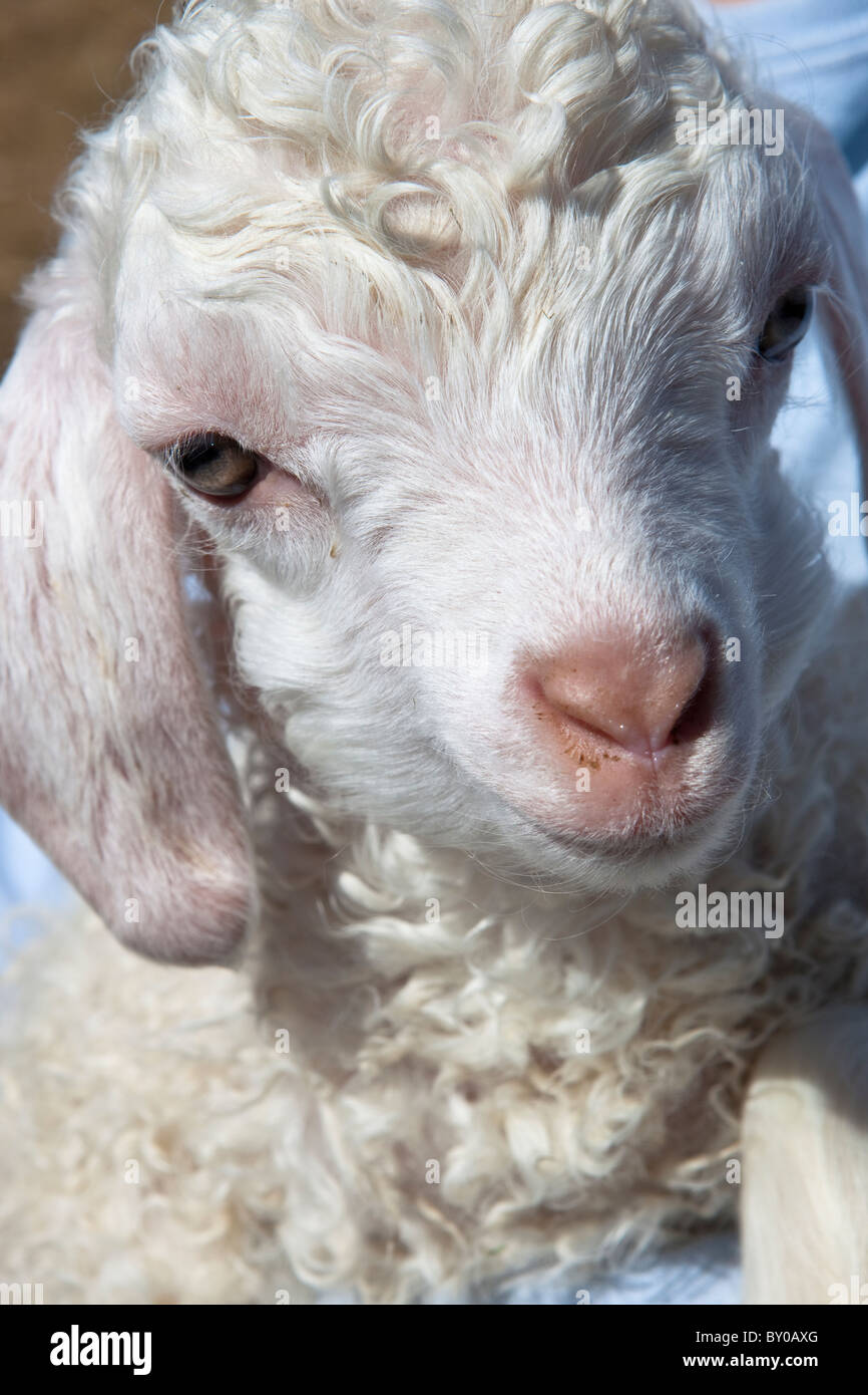Molly, an angora goat born a few days before. Stock Photo