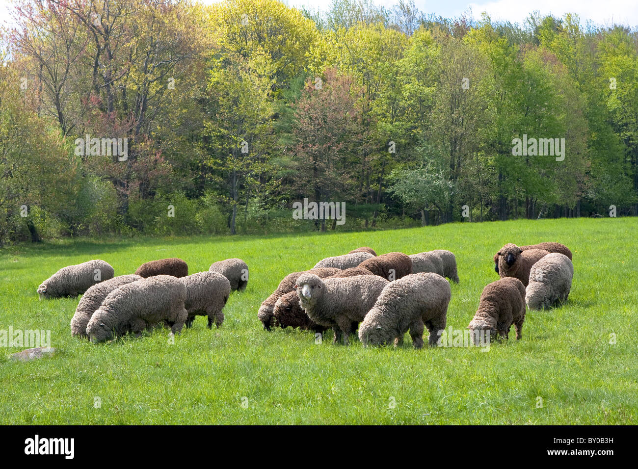 Merino sheep grazing in the field Stock Photo Alamy