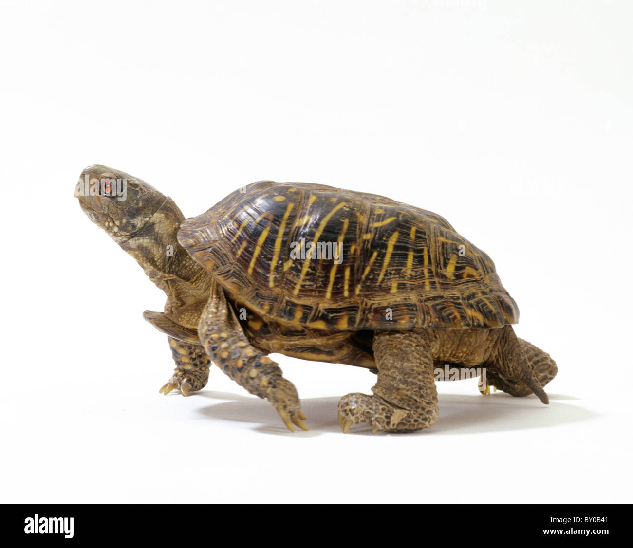 Ornate box turtle (Terrapene ornata). Studio picture seen against a white background Stock Photo