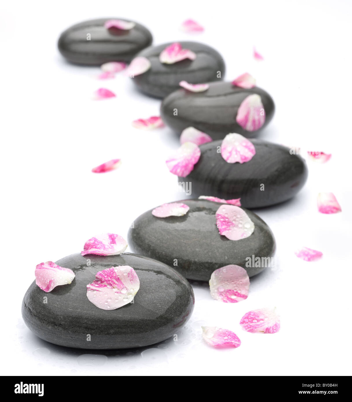 Spa stones with rose petals on white background. Stock Photo