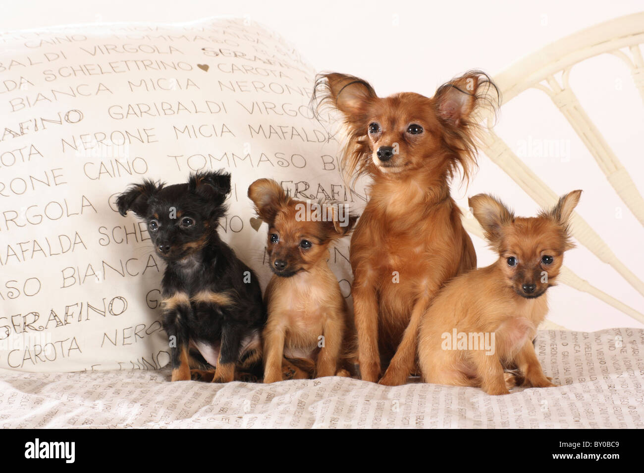 Russian Toy Terrier dog with three puppies - sitting on a bed Stock Photo