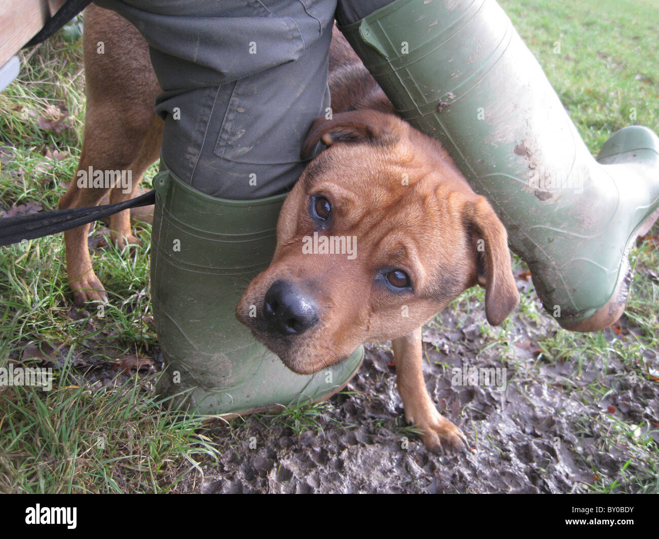 Kennels hires stock photography and images Alamy