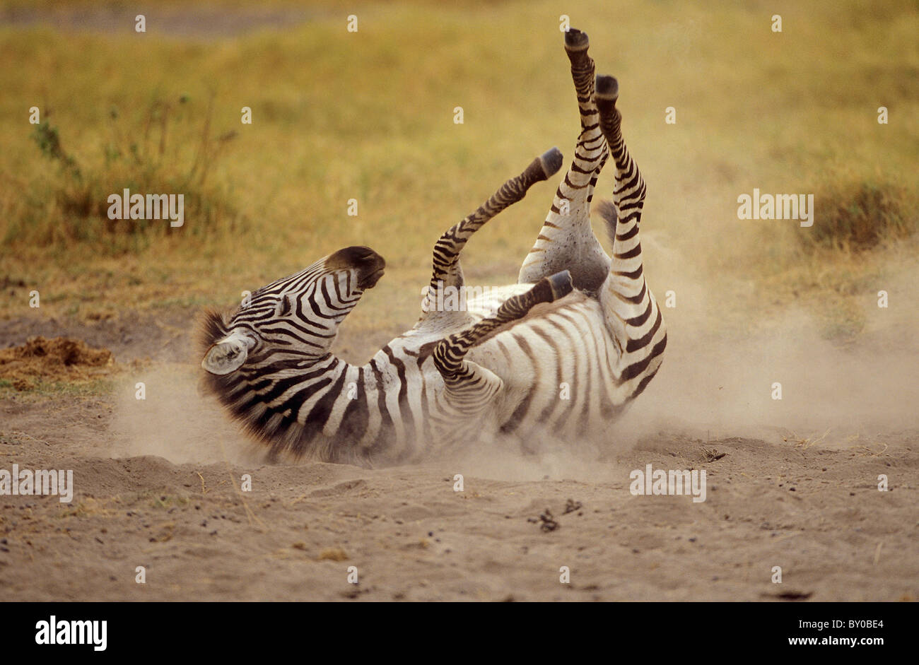 Burchells Zebra - lyling in sand Stock Photo - Alamy