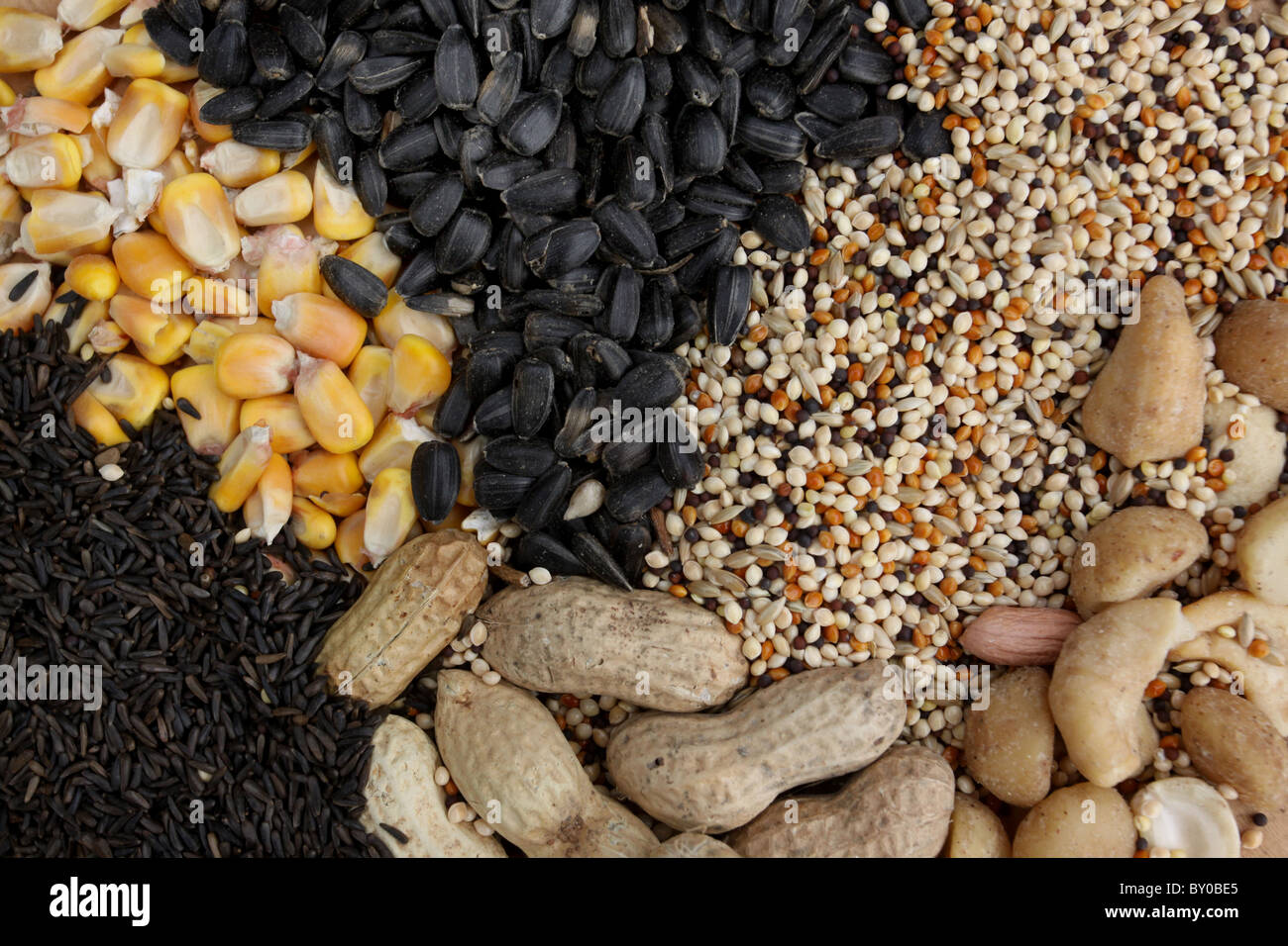 seed for bird feeding thistle millet sunflower corn peanuts Stock Photo