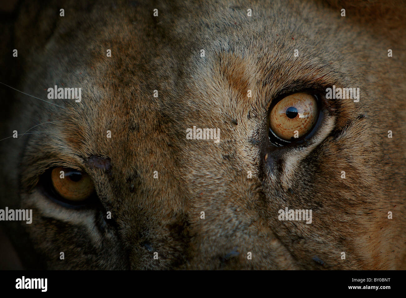 FEMALE LION (PANTHERA LEO) MIKUMI NATIONAL PARK TANZANIA AFRICA. Stock Photo