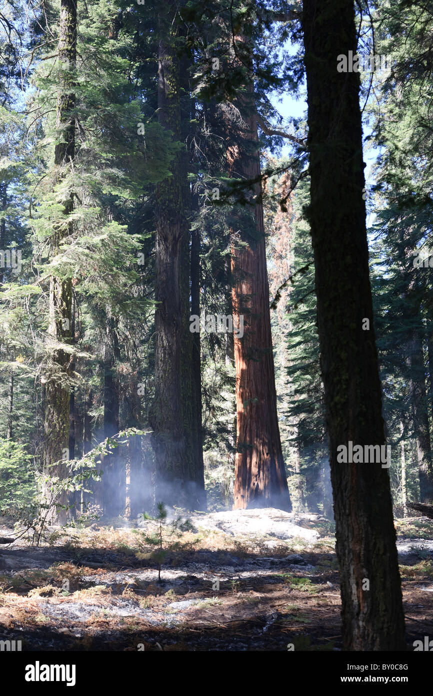 Forest fire, Sequoia National Park in California, USA Stock Photo