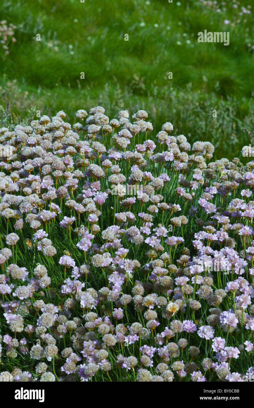 Native seaside Thrift sea pink flower plant Armeria maritima