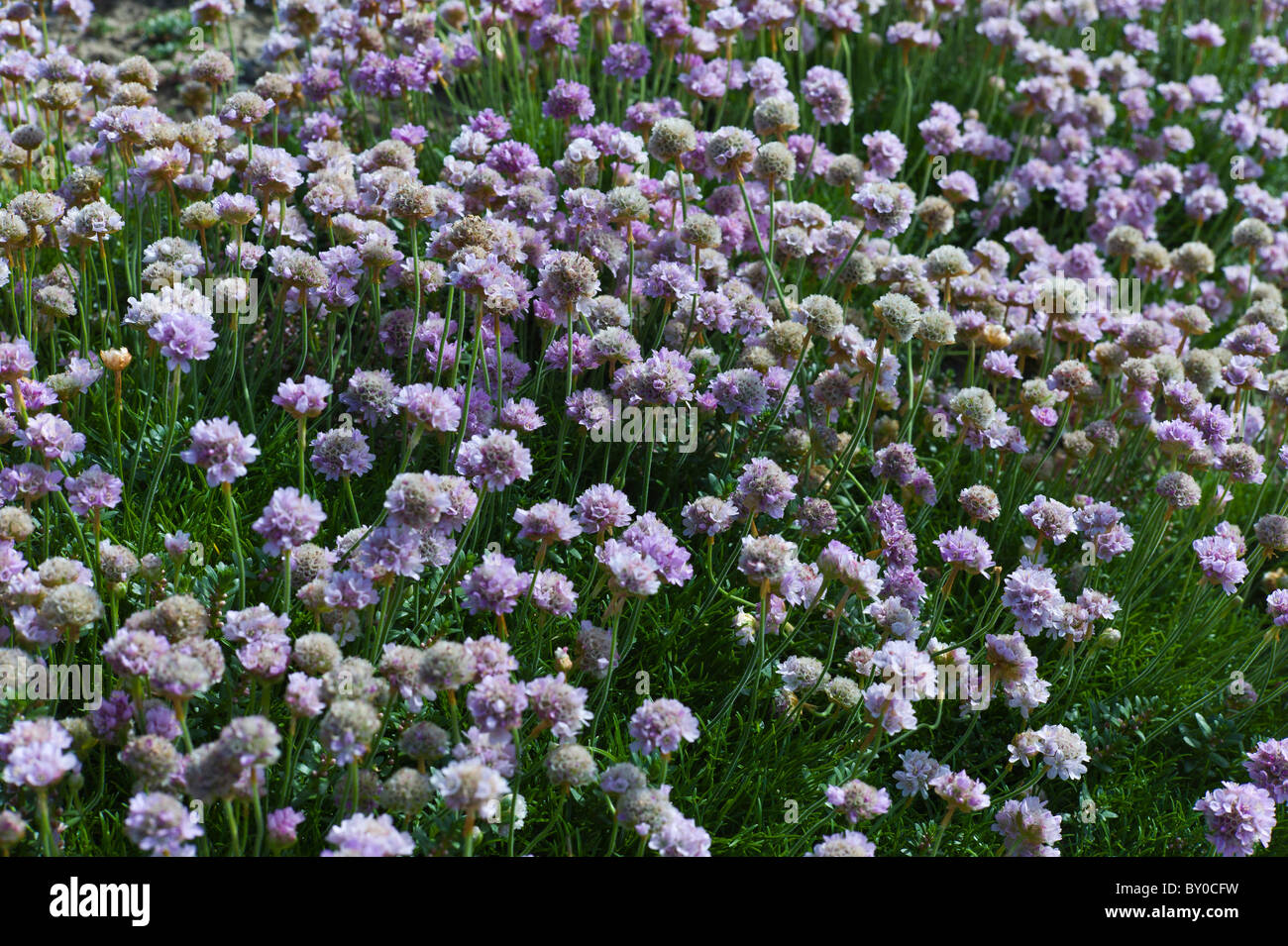 Native seaside Thrift sea pink flower plant Armeria maritima Plumbaginaceae in Kilkee, County