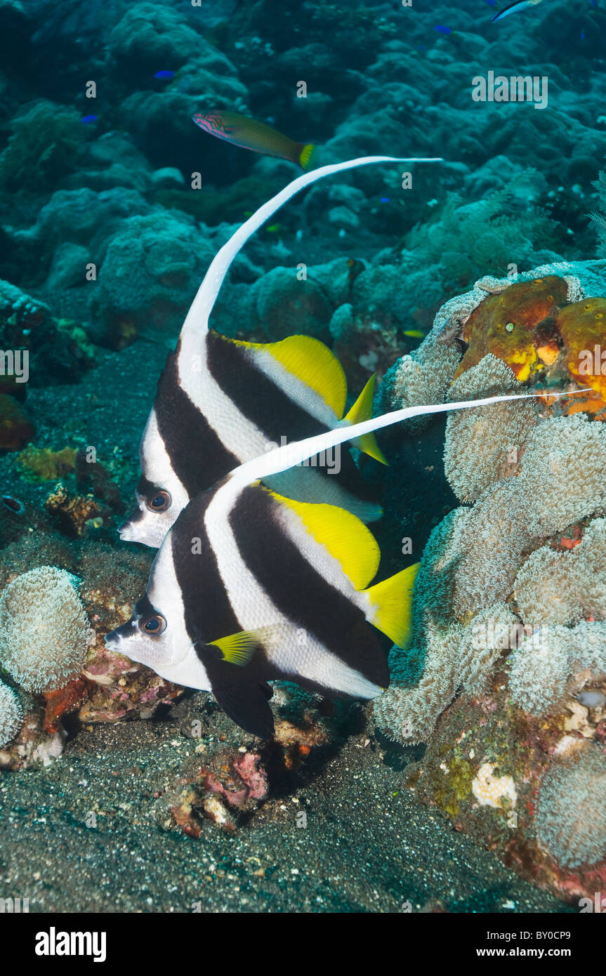 Longfin bannerfish (Heniochus acuminatus). Bali, Indonesia. Stock Photo