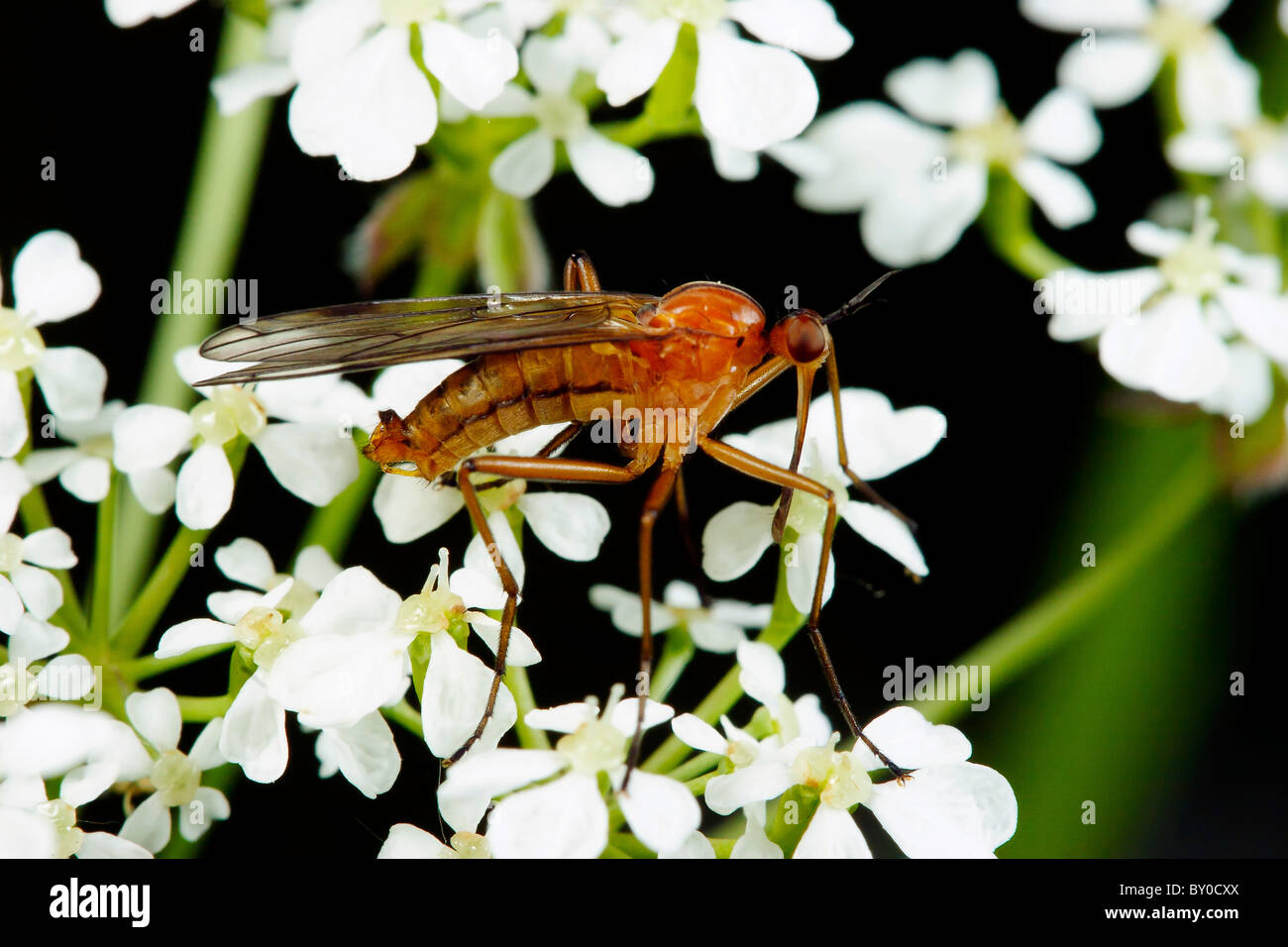 dance fly / Empis stercorea Stock Photo Alamy