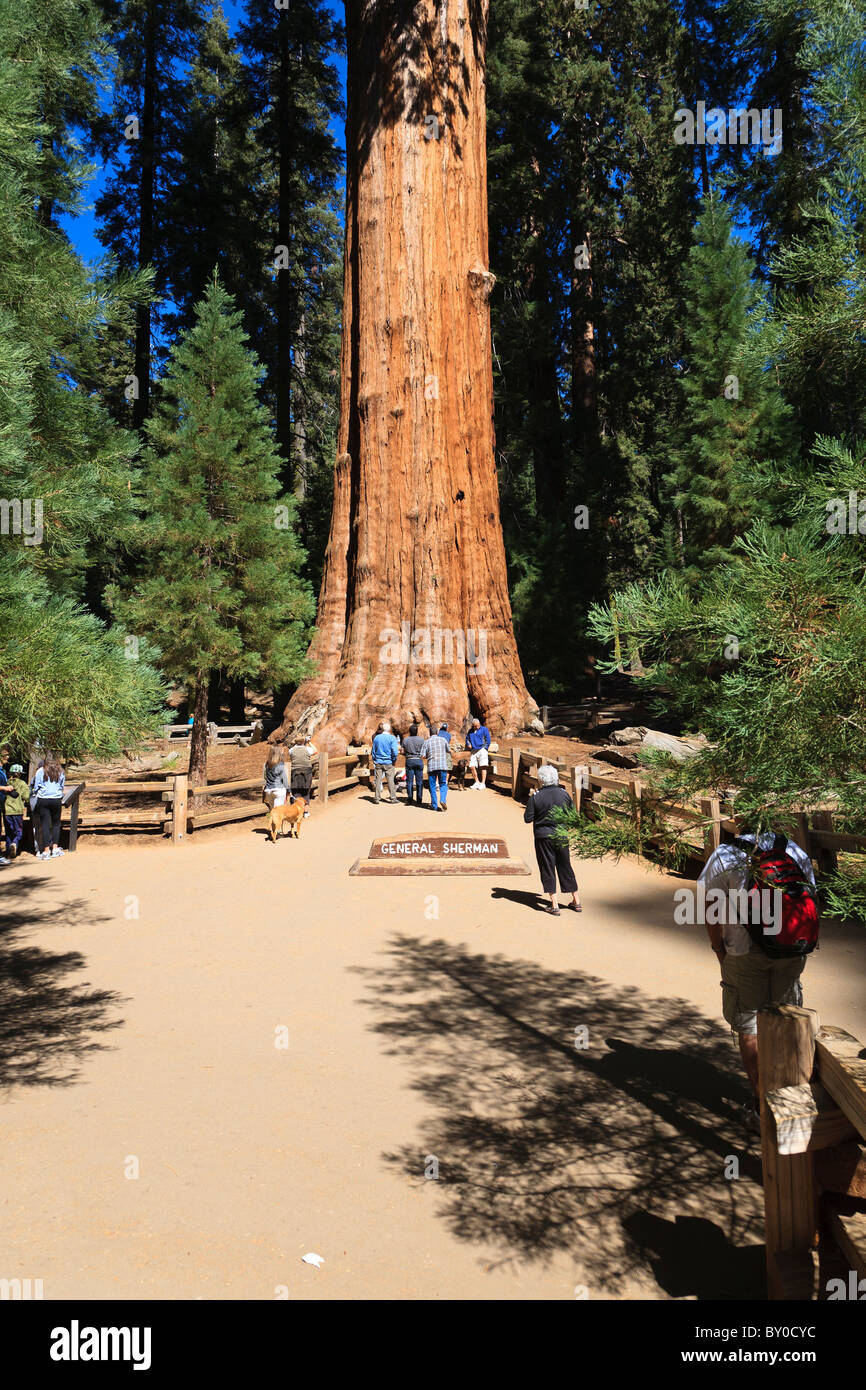 General Sherman (tree), Sequoia National Park in California, USA Stock Photo