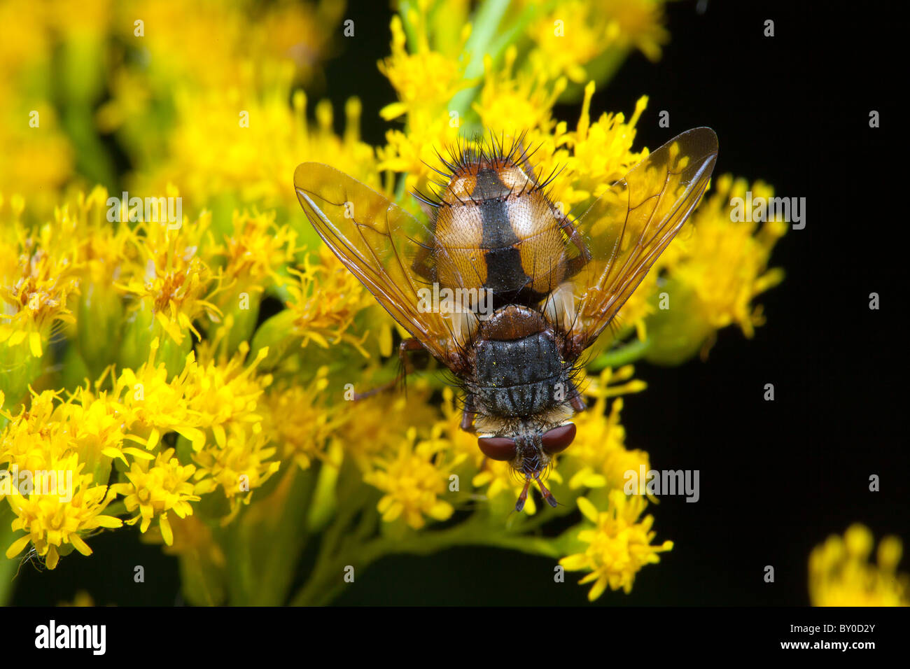 tachina fly on blossom / Tachina fera Stock Photo - Alamy