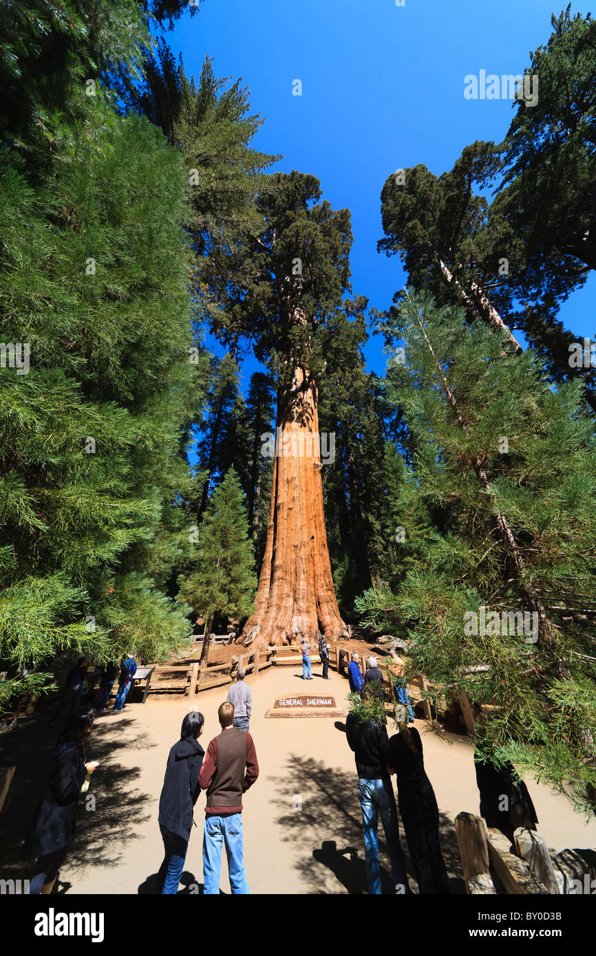 General Sherman (tree), Sequoia National Park in California, USA Stock Photo