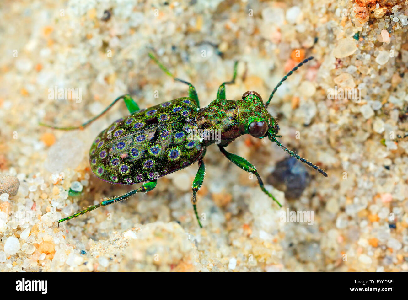 Ground Beetle (Elaphrus ullrichii). Single adult on sand Stock Photo
