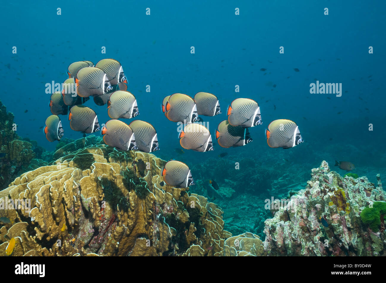 Collared Fish Collared butterflyfishes hi-res stock photography and images - Alamy