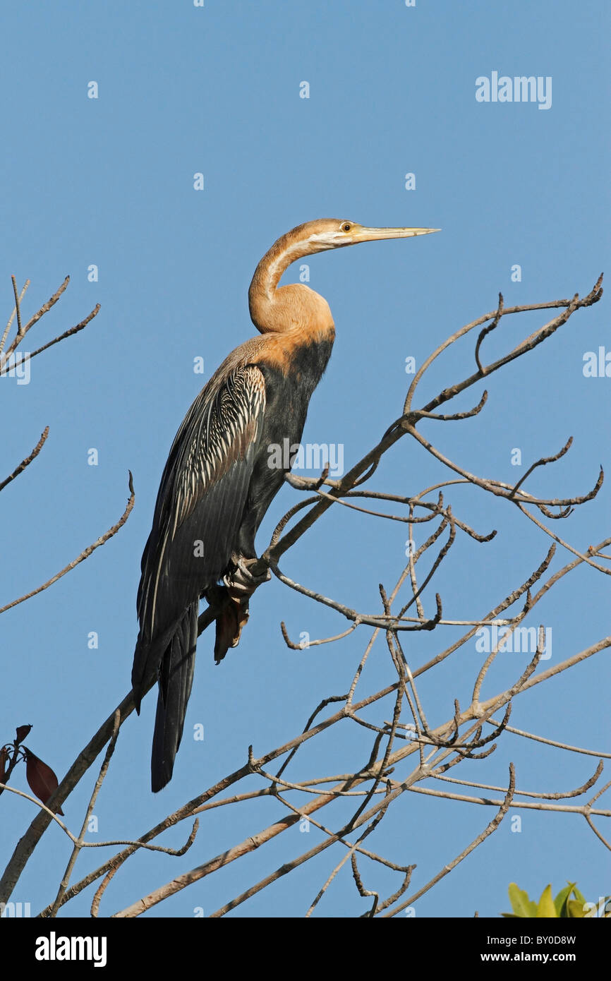 Anhinga melanogaster rufa hi-res stock photography and images - Alamy