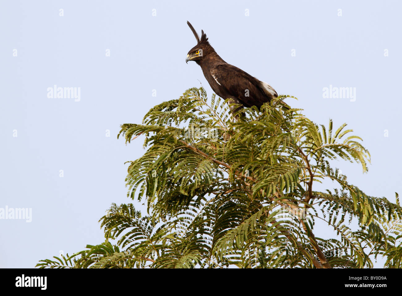 Long-crested Eagle on tree / Lophaetus occipitalis Stock Photo