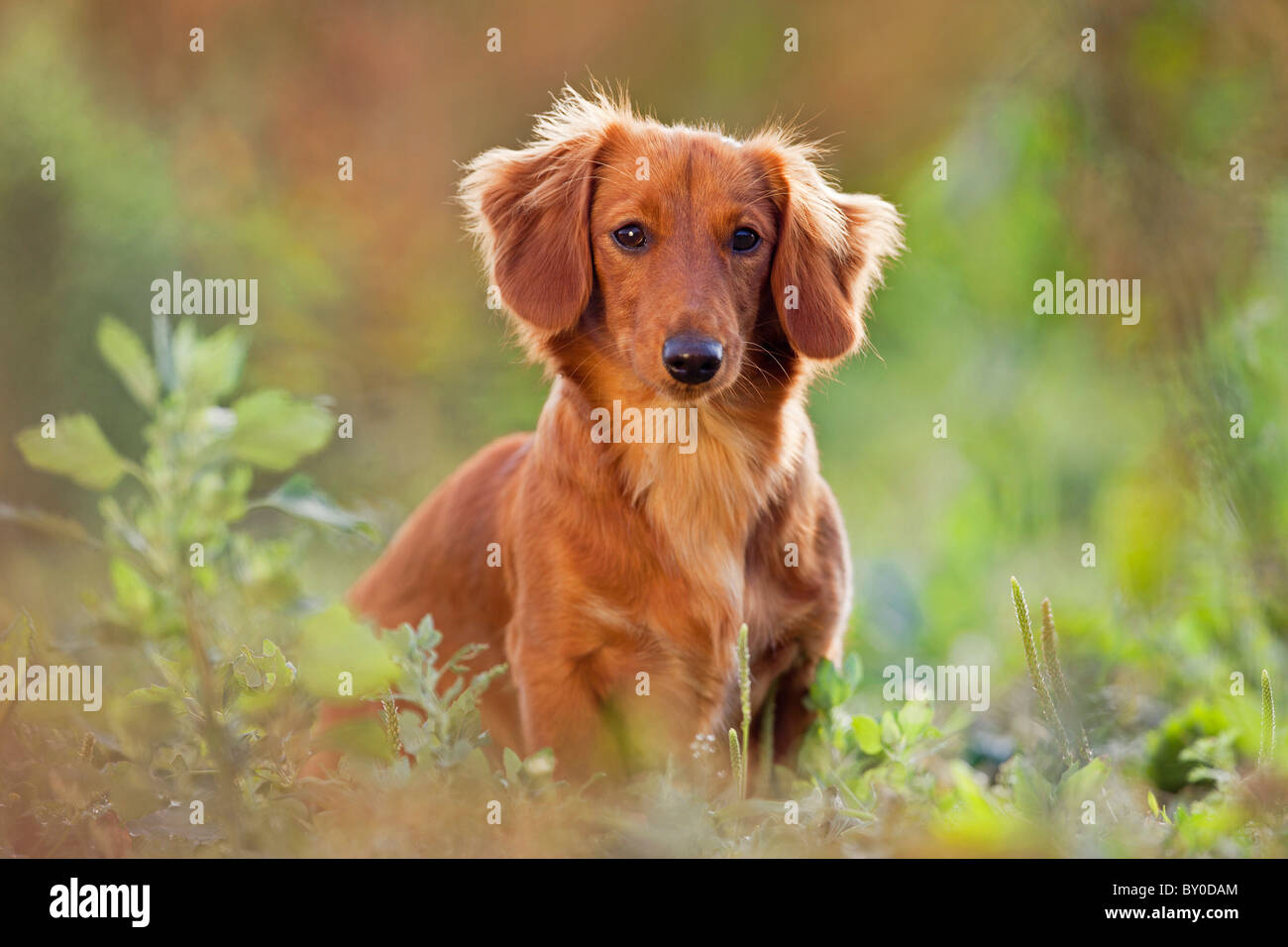 Long Haired Dachshund Dog Sitting Stock Photo 33816572 Alamy