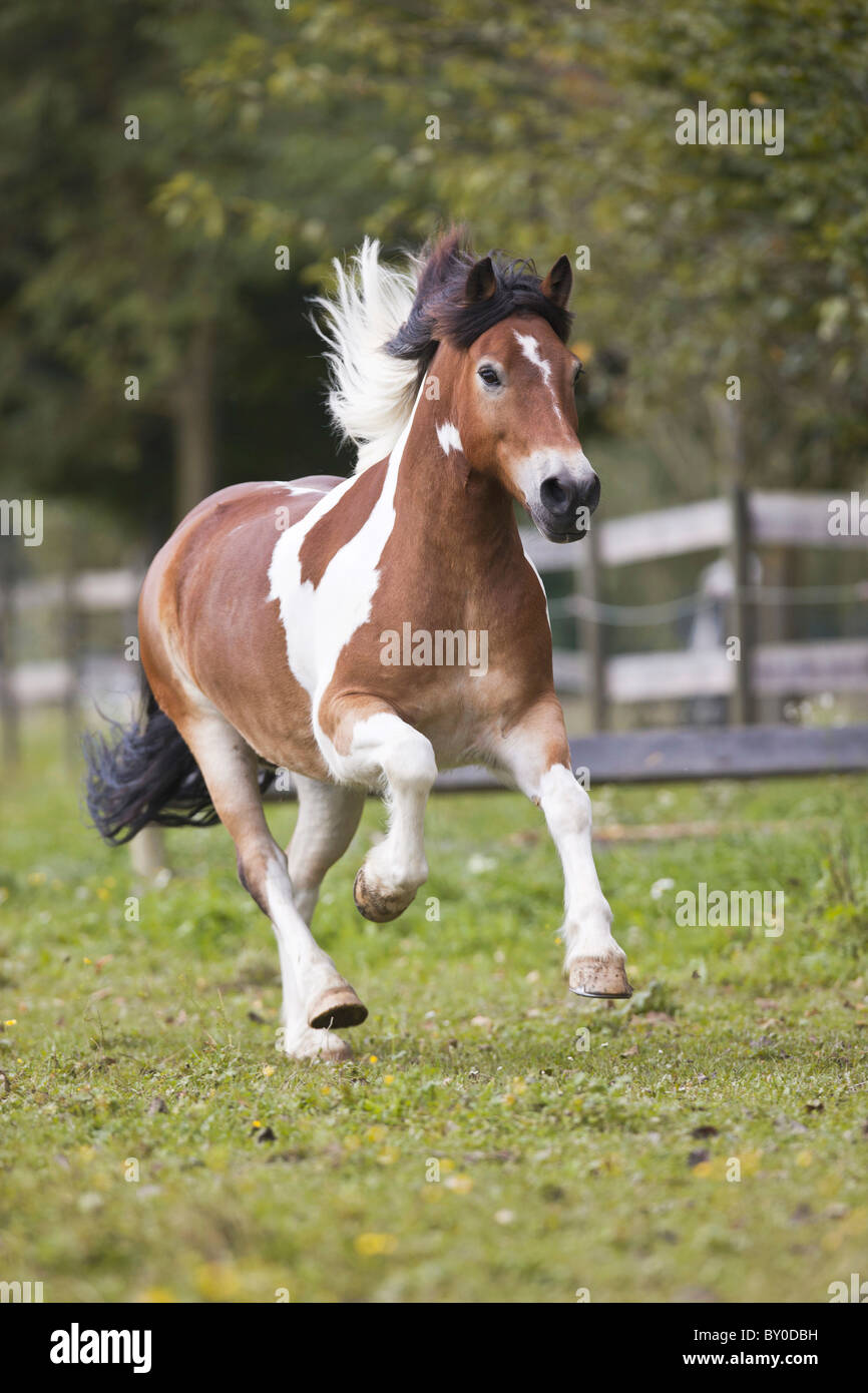 Hucul horse - galloping on meadow Stock Photo