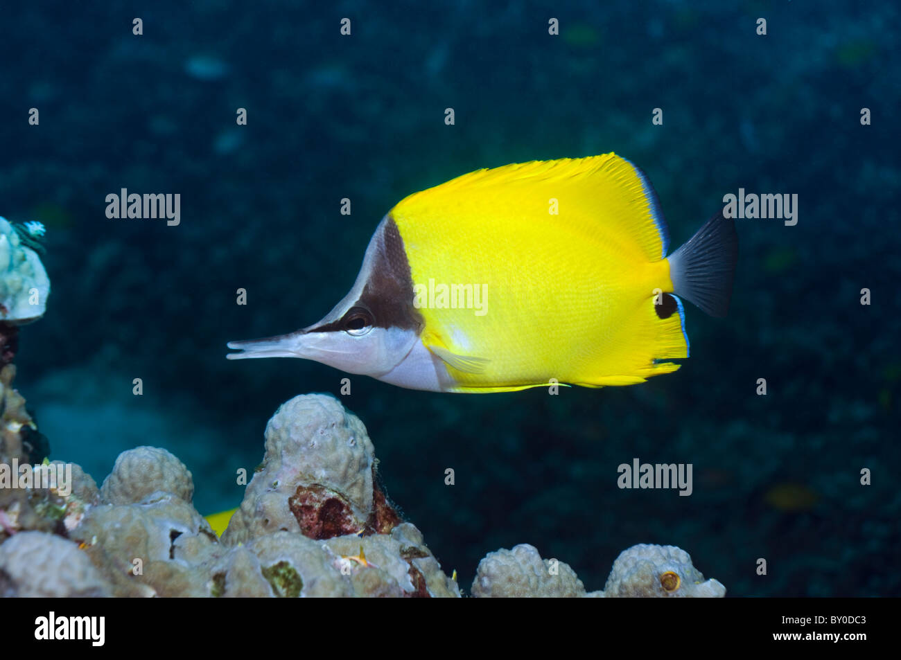 Long-nosed butterflyfish (Forcipiger flavissimus). Stock Photo