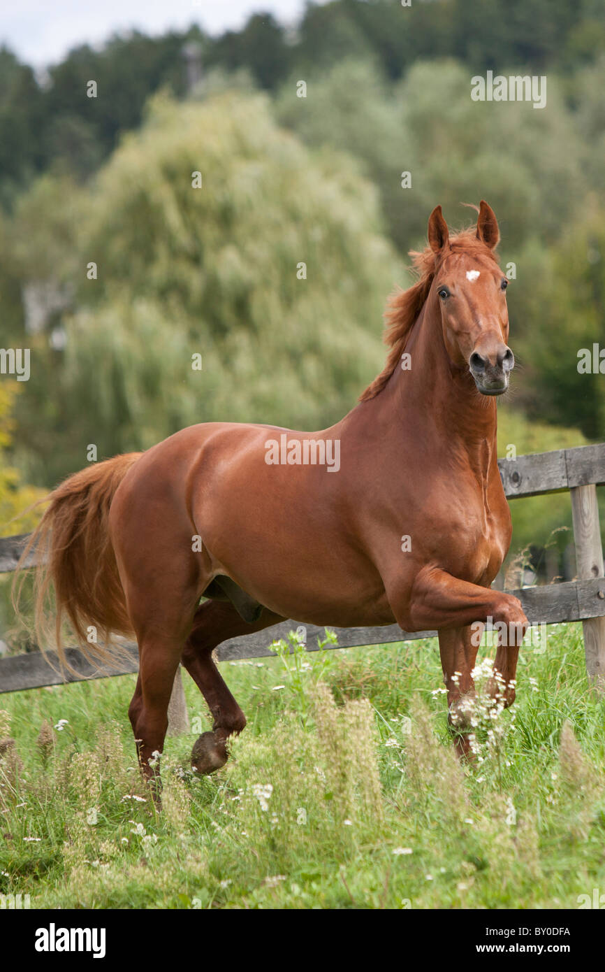 Gidran horse - walking on meadow Stock Photo
