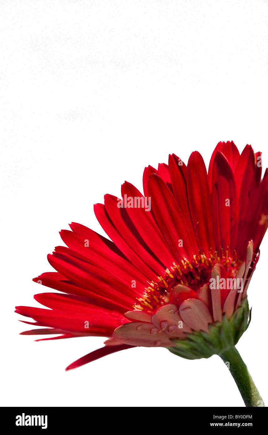 Red Gerber Daisy on White Background Stock Photo