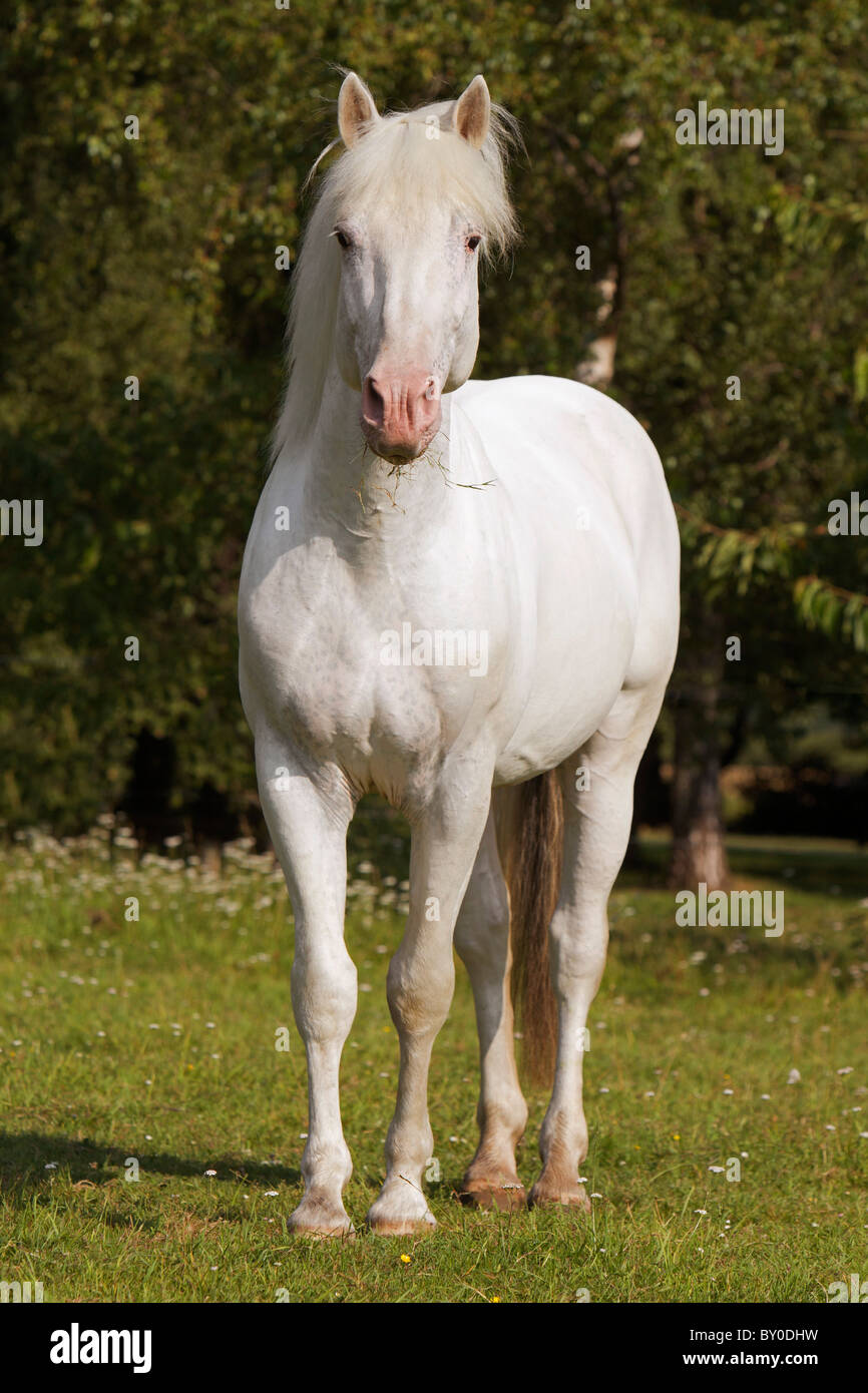 Knabstrup horse - standing on meadow Stock Photo