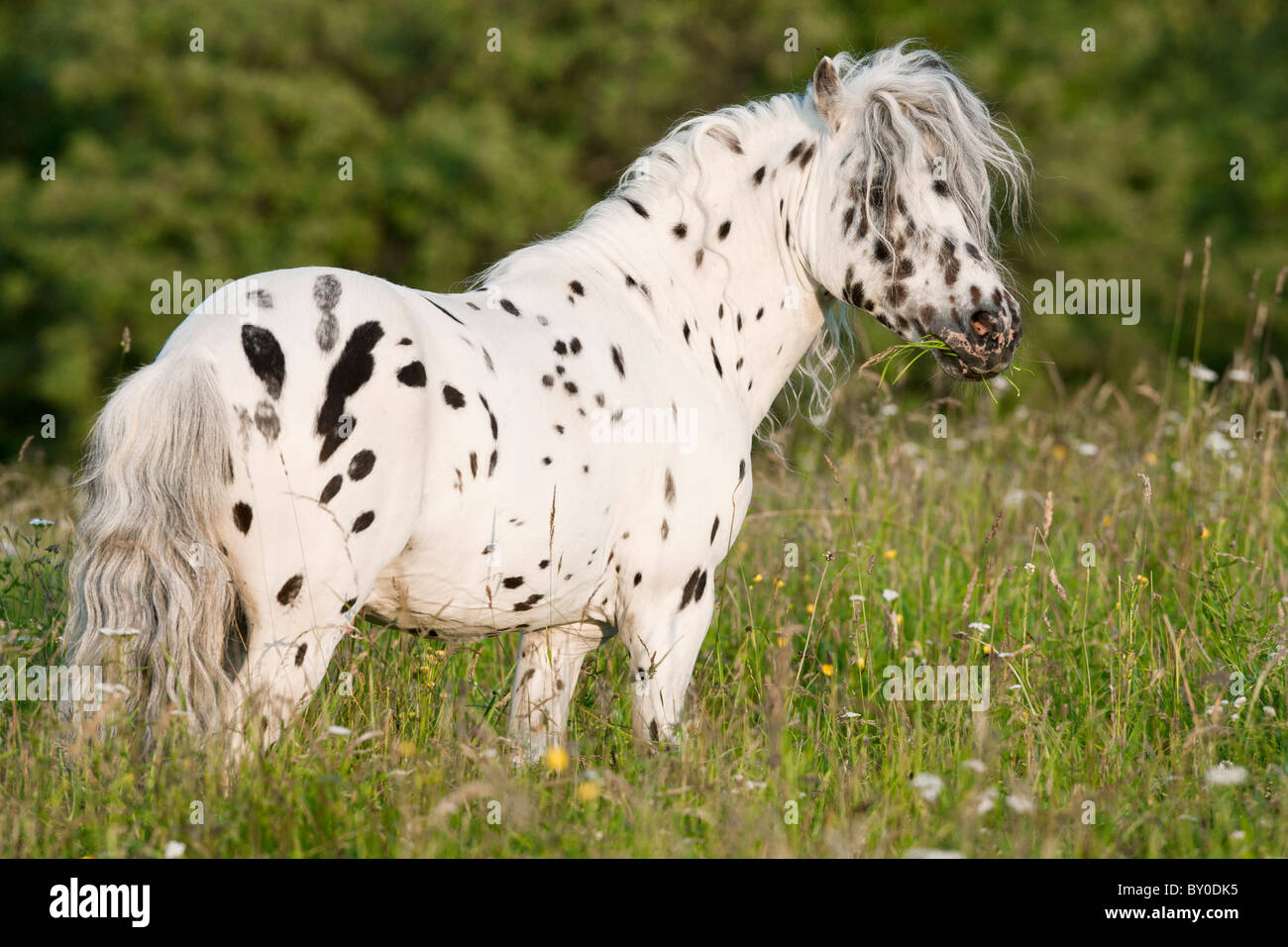 Mini Appaloosa horse - standing on meadow Stock Photo - Alamy