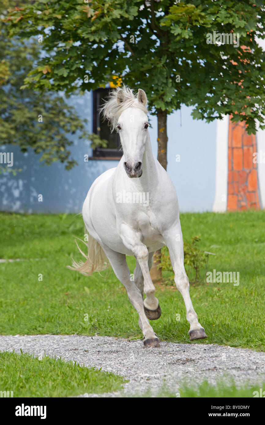 Pure Spanish-bred horse - galloping Stock Photo