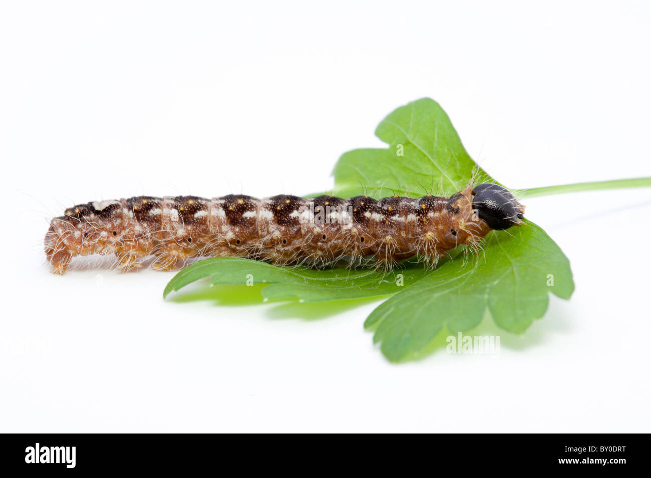 Caterpillars cut out hires stock photography and images Alamy