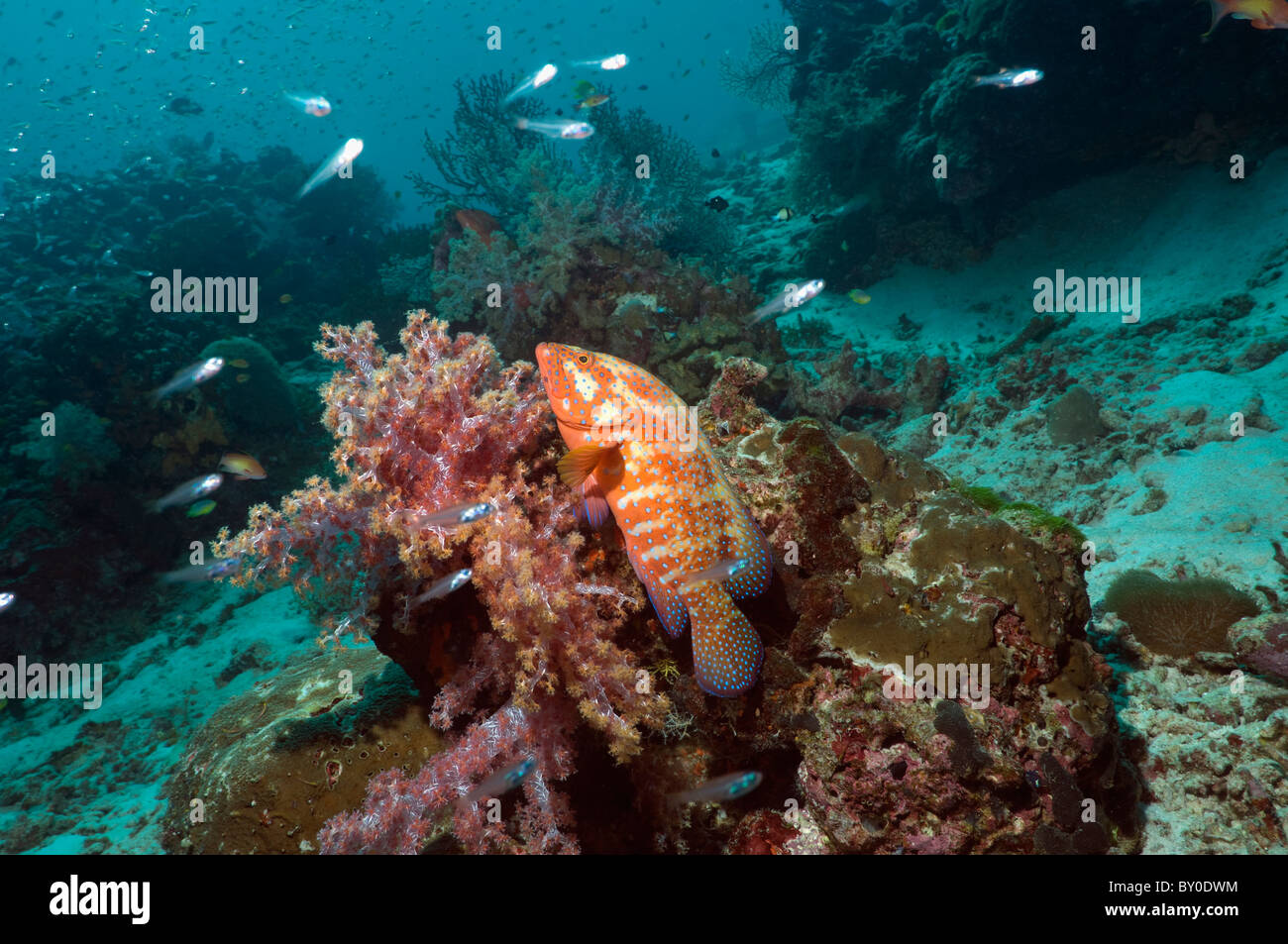 Coral hind (Cephalopholis miniata) lying in ambush against soft coral. Andaman Sea, Thailand. Stock Photo