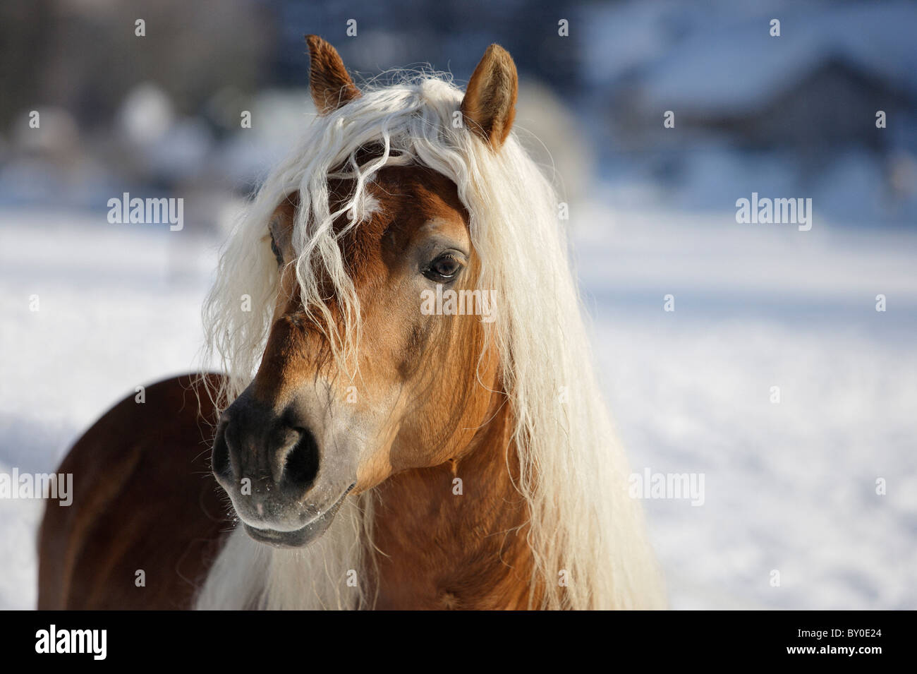 Avelignese horse - portrait Stock Photo