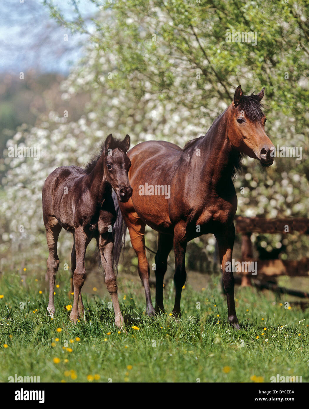 Arabien horse - mare and foal on meadow Stock Photo