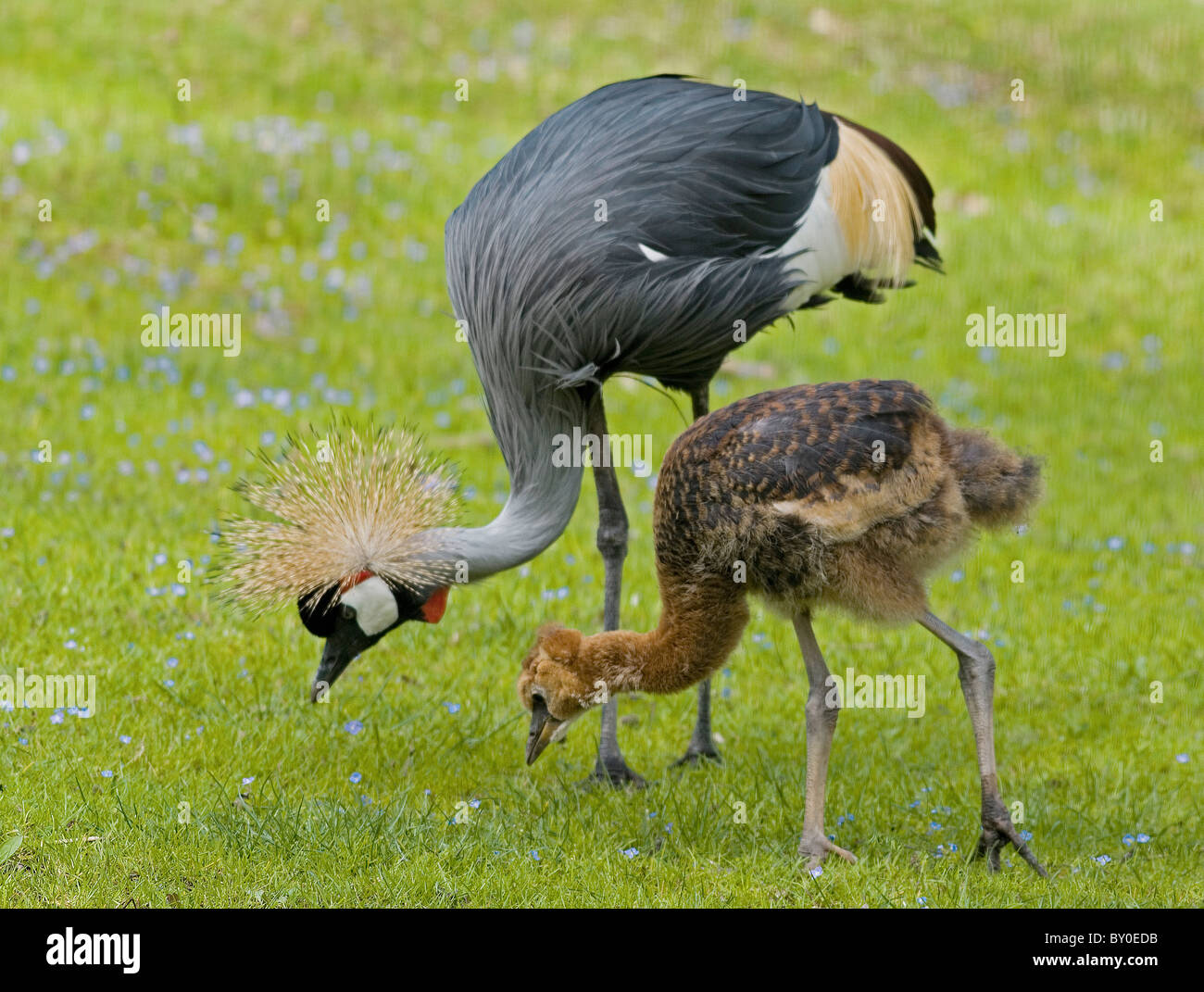 Black Crowned Crane and squab on meadow / Balearica pavonina Stock Photo