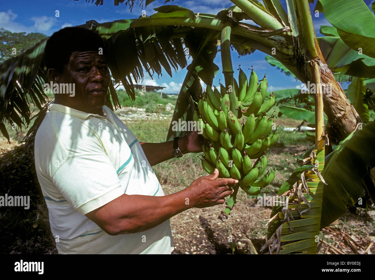 adult man, bananas, banana tree, banana trees, banana plantation, Basse